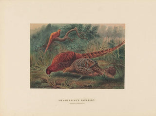 Le faisan de Soemmering - Joseph Wolf — artwork view