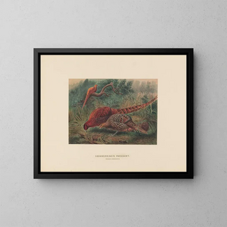 Le faisan de Soemmering - Joseph Wolf — framed artwork on a wall