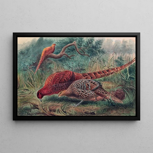 Pheasant de Soemmerring - Joseph Wolf — framed artwork on a wall