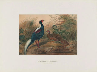 Pheasant of Swinhoe - Joseph Wolf — artwork view