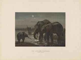 L'éléphant d'Afrique - Joseph Wolf — artwork view