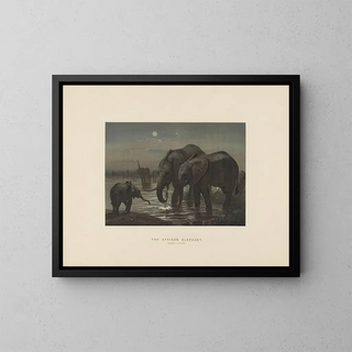 L'éléphant d'Afrique - Joseph Wolf — framed artwork on a wall
