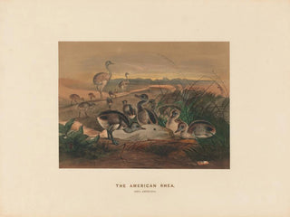The American Rhea - Joseph Wolf — artwork view
