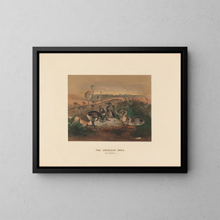 The American Rhea - Joseph Wolf — framed artwork on a wall