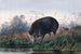 The Pig of the Andaman - Joseph Wolf — artwork view