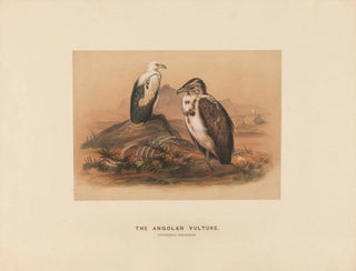 The Angolan Vulture - Joseph Wolf — artwork view