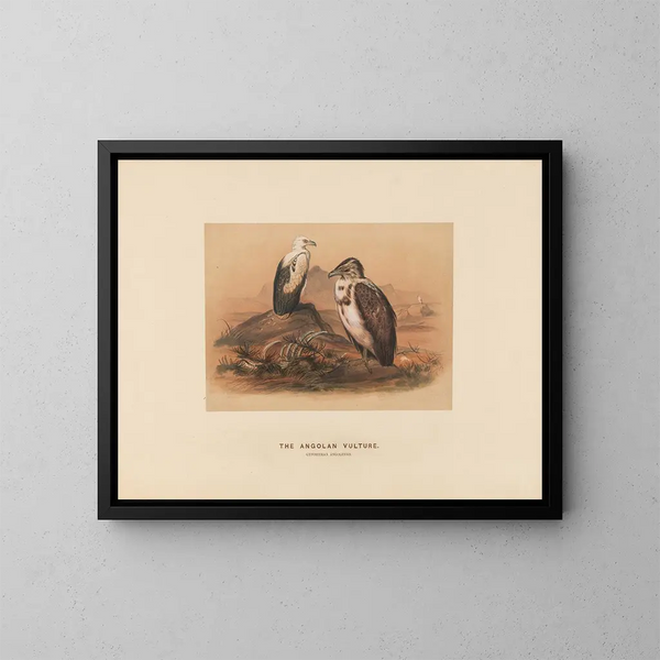 The Angolan Vulture - Joseph Wolf — framed artwork on a wall