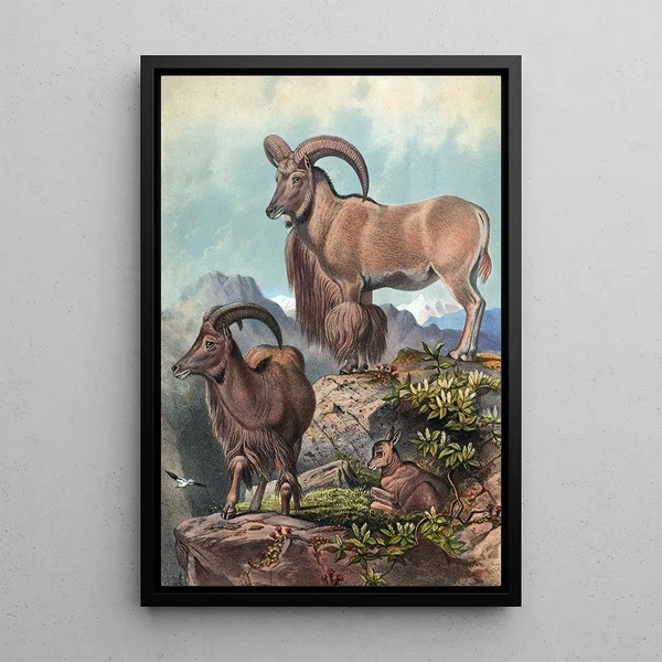 L'Aoudad - Joseph Wolf — framed artwork on a wall
