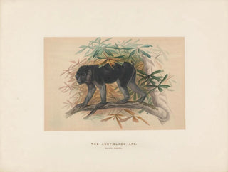 The ash-gray macaque - Joseph Wolf — artwork view