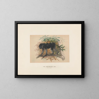 The ash-gray macaque - Joseph Wolf — framed artwork on a wall