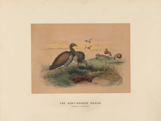 L'Oie à tête cendrée - Joseph Wolf — artwork view