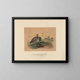 L'Oie à tête cendrée - Joseph Wolf — framed artwork on a wall