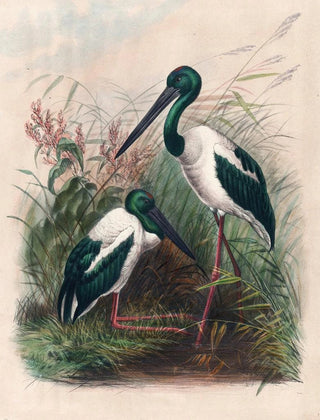 Joseph Wolf - The Australian Mycteria.webp