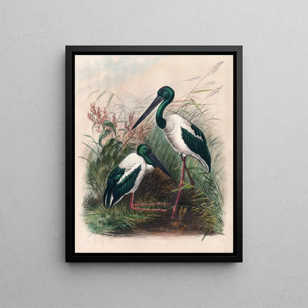 Les Mycteria australiennes - Joseph Wolf — framed artwork on a wall