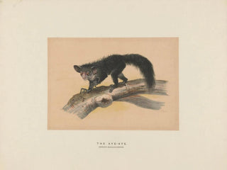 L'Aye-Aye - Joseph Wolf — artwork view