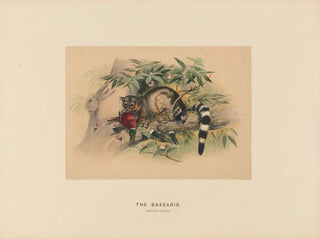 Les Bassaris - Joseph Wolf — artwork view