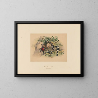 Les Bassaris - Joseph Wolf — framed artwork on a wall