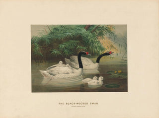 The black-necked swan - Joseph Wolf — artwork view