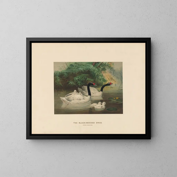 The black-necked swan - Joseph Wolf — framed artwork on a wall