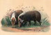 The boar - Joseph Wolf — artwork view