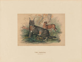 Le Caracal - Joseph Wolf — artwork view