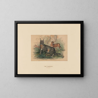 Le Caracal - Joseph Wolf — framed artwork on a wall
