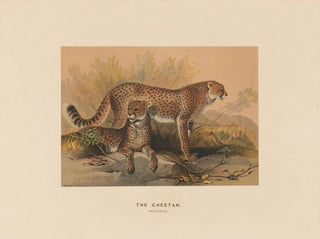 The Cheetah - Joseph Wolf — artwork view