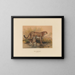 The Cheetah - Joseph Wolf — framed artwork on a wall