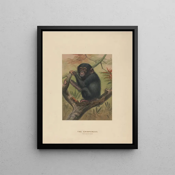 The chimpanzee - Joseph Wolf — framed artwork on a wall