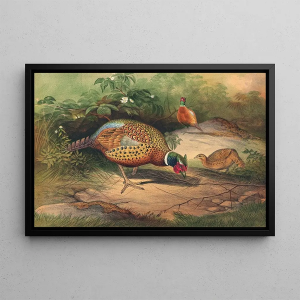 The Chinese pheasant - Joseph Wolf — framed artwork on a wall