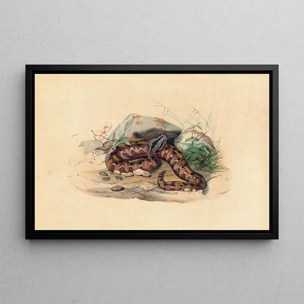 La Clotho - Joseph Wolf — framed artwork on a wall