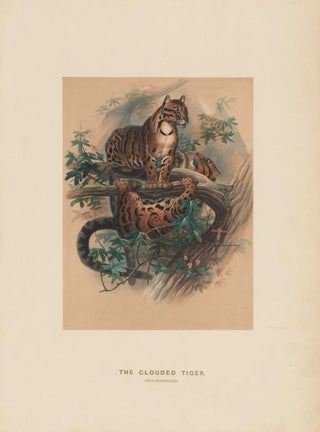Joseph Wolf - The Clouded Tiger.webp