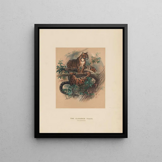 Joseph Wolf - The Clouded Tiger.webp