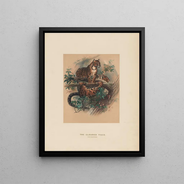 The Nebulous Tiger - Joseph Wolf — framed artwork on a wall