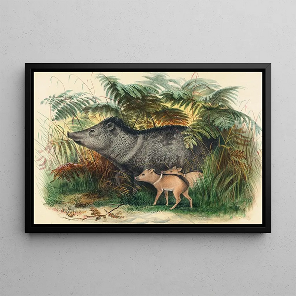 Le Pécari à Collier - Joseph Wolf — framed artwork on a wall