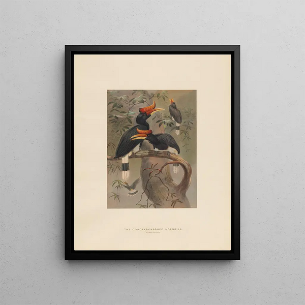 The casque concave hornbill - Joseph Wolf — framed artwork on a wall