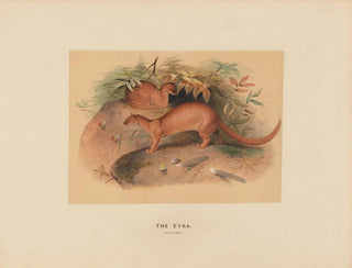 L'Eyra - Joseph Wolf — artwork view