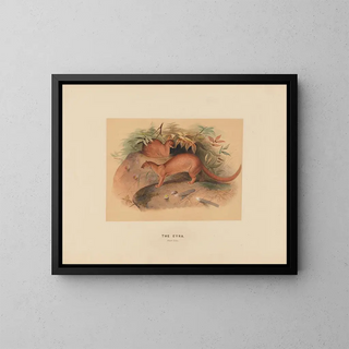 L'Eyra - Joseph Wolf — framed artwork on a wall