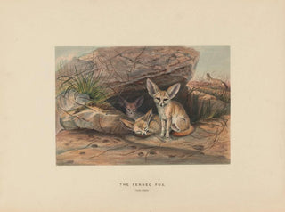 The Fennec - Joseph Wolf — artwork view