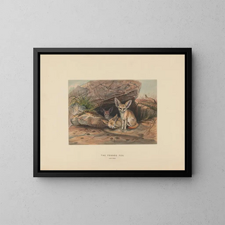 The Fennec - Joseph Wolf — framed artwork on a wall