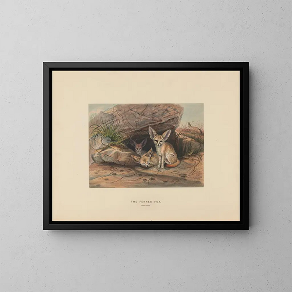 The Fennec - Joseph Wolf — framed artwork on a wall