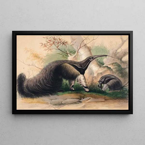The great anteater - Joseph Wolf — framed artwork on a wall