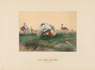 The Great White Heron - Joseph Wolf — artwork view