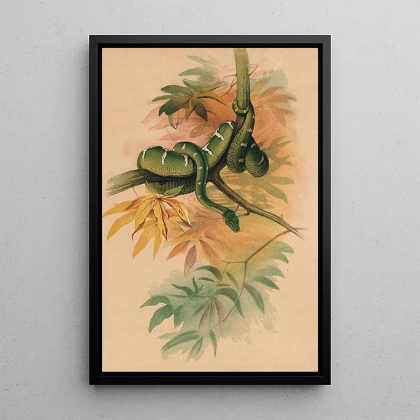 The Green Boa - Joseph Wolf — framed artwork on a wall