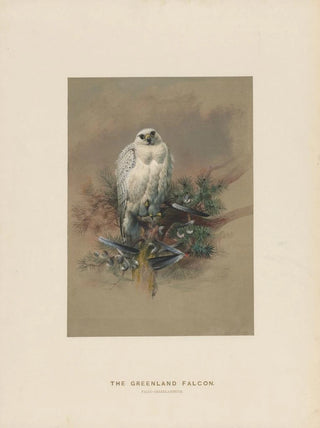 Joseph Wolf - The Greenland Falcon.webp