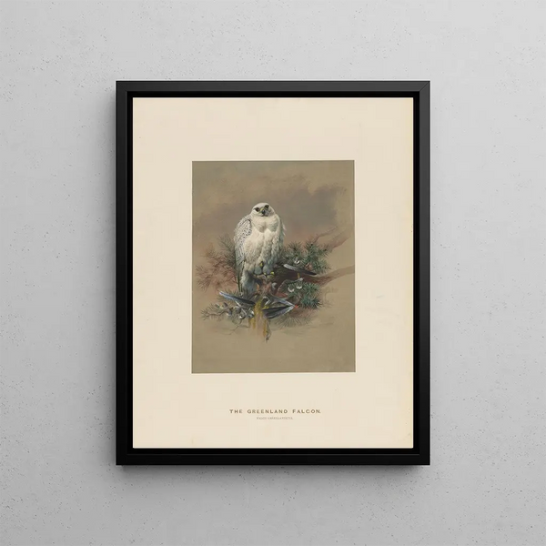The Greenland Falcon - Joseph Wolf — framed artwork on a wall