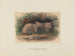 The Wombat with a Hairy Nose - Joseph Wolf — artwork view