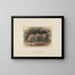 The Wombat with a Hairy Nose - Joseph Wolf — framed artwork on a wall