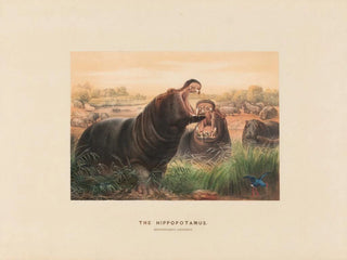 L'Hippopotame - Joseph Wolf — artwork view