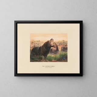 L'Hippopotame - Joseph Wolf — framed artwork on a wall